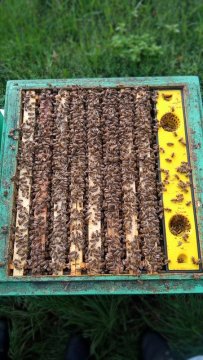 Oddělky a vyzimovaná včelstva pro rok 2024 na rámkové míře 39 x 24