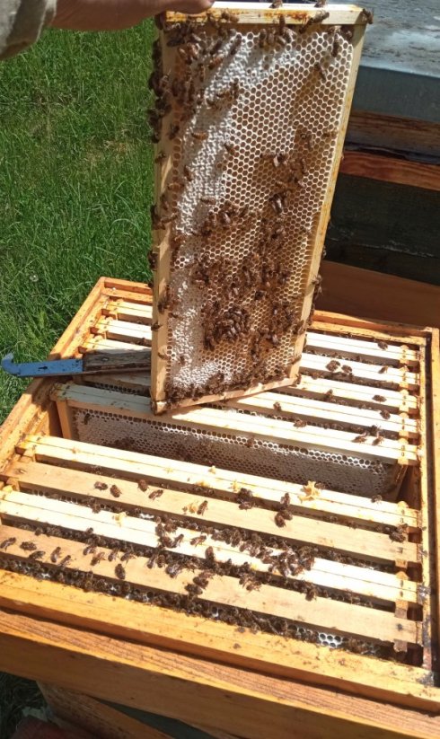 Matka F 1 výběrová 2026