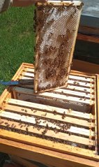 Matka F 1 výběrová 2026